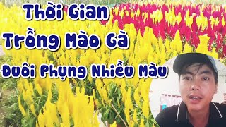 thời gian trồng hoa mào gà đuôi phụng nhiều màu [upl. by Garrek]