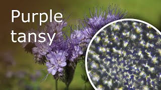 Purple Tansy Phacelia Tanacetifolia Under a Microscope Petal [upl. by Justinn]