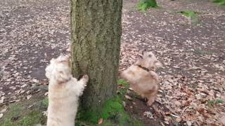 Two cute Norfolk Terriers barking up the right tree [upl. by Traver13]