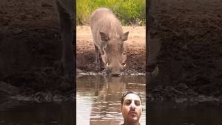 Worthog femily Enjoying waterhole wildlife nature wildlifecaptures wildanimals [upl. by Dalston439]