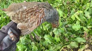 Chasse au Petit Gibier LIEVRE Perdreau Faisan PLUVIER [upl. by Aek]