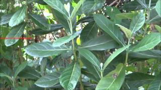 Calotropis Gigantea  White Madar  Crown Flower plant [upl. by Rodoeht]