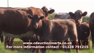 Lowther Beef Shorthorn Cattle  a short tour of the herd [upl. by Mccandless]