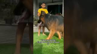 Rottweiler versus German Shepherd RottweilerGermanShepherd pitbullfacts [upl. by Olegnaleahcim]