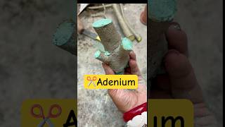 ✂️এডেনিয়াম এর বনসাই😲Adenium Bonsai care🌱Desert Rose Bonsai plant garden bonsai [upl. by Nylrem]