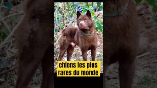 Le Hmong Bobtail Dog hmongbobtaildog vietnam dog chien viral shorts trending video animals [upl. by Annor]