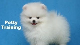 How To Potty Train A Pomeranian Puppy  Pomeranian House Training Tips  Pomeranian Puppies [upl. by Ahserkal]