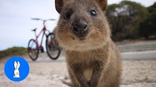 ULTIMATE Quokka Selfie Compilation  TRY NOT TO AWW [upl. by Ahsenahs]