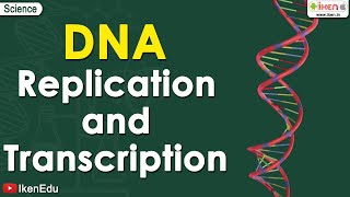 DNA replication  Learn About the Replication and Transcription of DNA Deoxyribonucleic acid iKen [upl. by Figone]