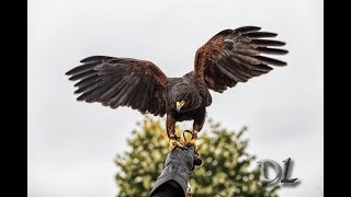 INCONTRIAMO UN FALCONIERE [upl. by Ylrebme]