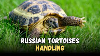 Handling Russian Tortoises Care Guide for Beginners [upl. by Pattani]