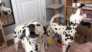 Barking Dalmatians [upl. by Efram]