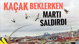 KAÇAK BEKLERKEN MARTI SALDIRISINDA UĞRADIK [upl. by Aerdnu]