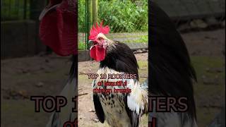 Backyard roosters of 10 beautiful chicken breeds raisingchickens farming rarechickenbreeds hahn [upl. by Kcirdet789]