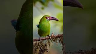 The Crimsonrumped Toucanet [upl. by Eenalem]