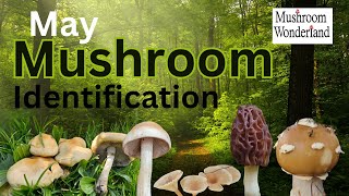 May Mushroom Identification and Foraging in Mushroom Wonderland [upl. by Yrroc]