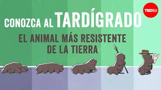 Conozca al tardígrado el animal más duro de la Tierra  Thomas Boothby [upl. by Onailimixam]