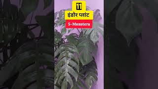 बिना धूप के चलने वाले बेस्ट इंडोर प्लान्टPlants which can be Kept in Indirect sunlightIndoor Plant [upl. by Helbonia662]