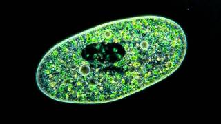 Amazing Microscopic video Paramecium Bursaria showing symbiosis with green algae [upl. by Lucio]