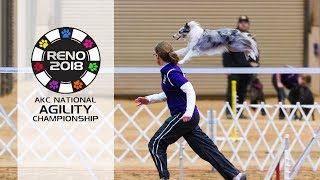 AKC 2018 National Agility Championship [upl. by Talbert]