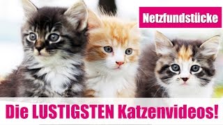 Die LUSTIGSTEN Katzen FAIL Videos aus dem WEBquot [upl. by Uke899]