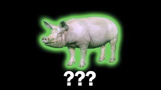 17 Pig Sound Variations in 30 Seconds [upl. by Eenaj]