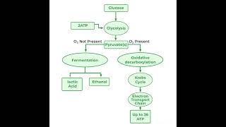 Respiration in Plants  Glycolysis  Krebs Cycle  NEET Exam 2025 [upl. by Nagle]