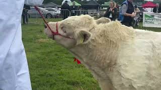 Overall Charolais Championship in Castleblayney [upl. by Haronid]