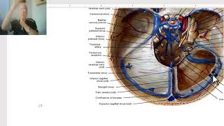 Anatomy of head and neck module in Arabic 47 Dural Venous sinuses  by Dr Wahdan [upl. by Cthrine257]