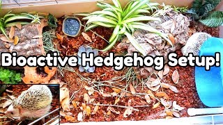 Setting Up a Bioactive Hedgehog Enclosure [upl. by Dumond637]