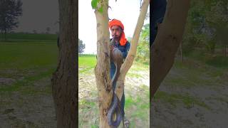 Snake catched from tree snakevideo [upl. by Krishna559]