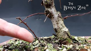 Winter pruning My Cotoneaster The Bonsai Zone Jan 2023 [upl. by Harolda]