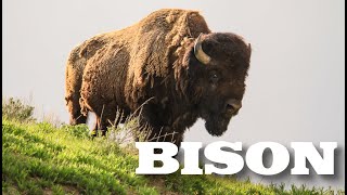 All About American Bison aka Buffalo for Kids  Animal Videos for Children  FreeSchool [upl. by Eniad]