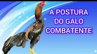 A POSTURA DO GALO COMBATENTE [upl. by Modie]