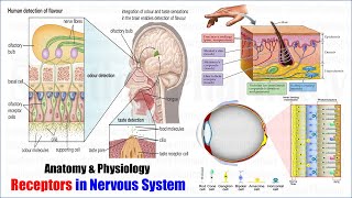 Anatomy and Physiology 75  Receptors in Nerve Cells  Photoreceptors  Thermoreceptor  More [upl. by Adnov]