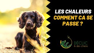 Comment bien gérer les chaleurs de votre chienne [upl. by Burrow484]