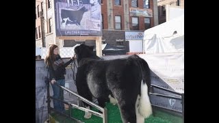 General Lee Denver Display Video  National Western Stock Show [upl. by Raamal870]