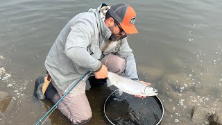 Fly fishing for coho Lower Mainland [upl. by Joshua525]