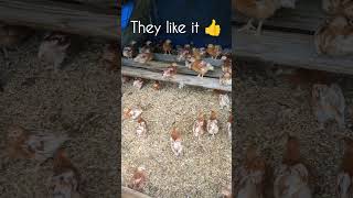 Roosting chicken farming reels youtube instagram shorts roosting woodworking farm [upl. by Naehs]