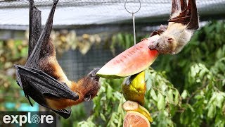 The Mixed Species Flying Fox cam powered by EXPLOREorg [upl. by Leikeze]