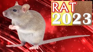 Rat Horoscope 2023 ✩ Born 2020 2008 1996 1984 1972 1960 1948 1936 [upl. by Adiaroz312]