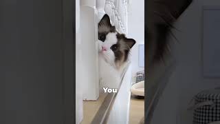 ⚠️ You Misunderstand 3 Cat Behaviors 💔 [upl. by Trutko18]