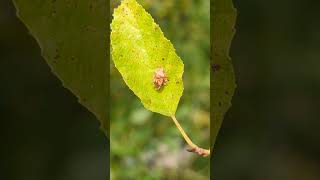 A Parent Bug Elasmucha grisea guarding its offspring on an Alder leaf shieldbug [upl. by Dwayne483]