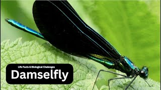 Understanding Damselfly Behavior Mating Feeding and Migration [upl. by Andra807]