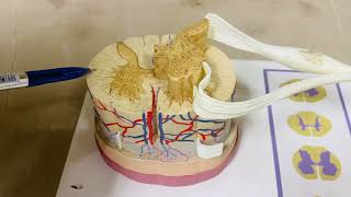 Spinal cord  Neuroanatomy  cross section  ospe [upl. by Annuhsal]