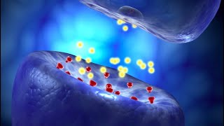 Neural Conduction Action Potential and Synaptic Transmission [upl. by Jain]