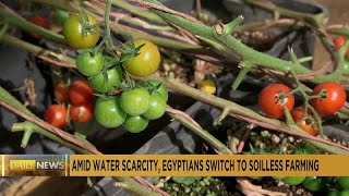 Egypts Soilless Farming Rooting for a Sustainable Future [upl. by Tristas]