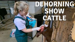 Dehorning Show Cattle [upl. by Susi103]