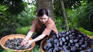 How to Harvest Black Canarium and Cook Unique Delicious Dishes [upl. by Nelloc]