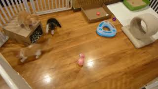 Exotic Shorthair Kittens playing [upl. by Nevsa541]